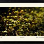 Canlanma || Edisyon Baskı Fotoğraf