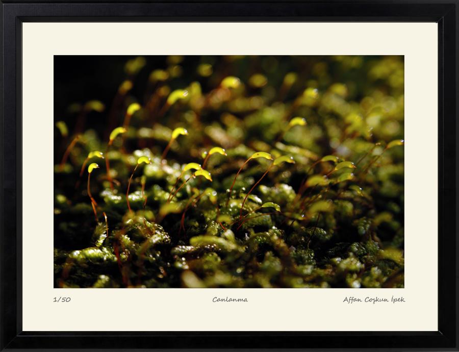 Canlanma || Edisyon Baskı Fotoğraf